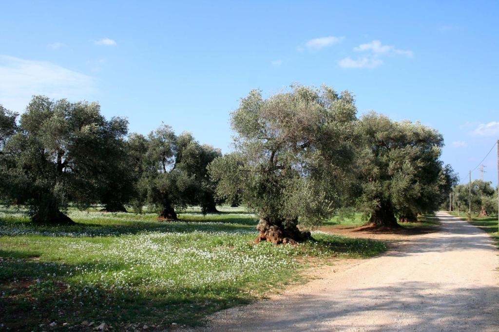 Masseria Morrone Ostuni Δωμάτιο φωτογραφία